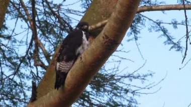 Kartal ağaçta oturur.