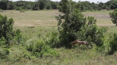 Avcılık leopar izlerken av