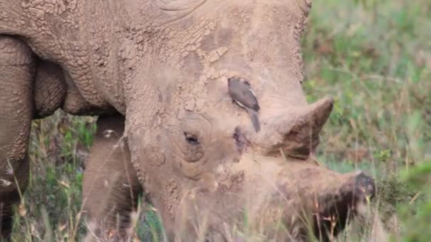 Neushoorn eten gras — Stockvideo