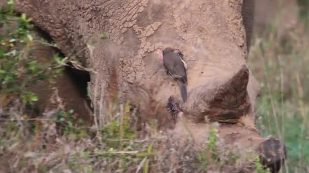 Rinoceronte comer grama — Vídeo de Stock