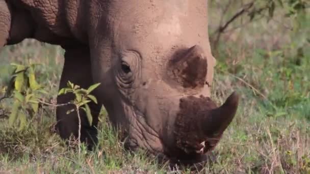 El rinoceronte come hierba — Vídeo de stock