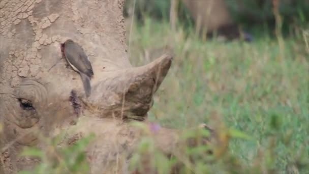 Noshörningar äter gräs — Stockvideo