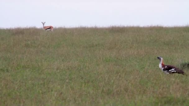 Bustard bird walks — Stock Video