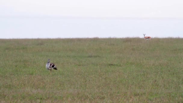 Bustard fågel går — Stockvideo