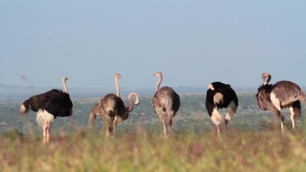 Autruches africaines preening — Video