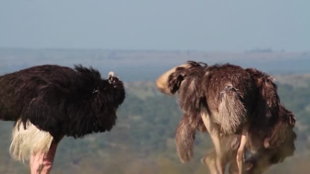 Afrikaanse struisvogels preening — Stockvideo