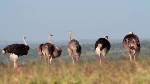 Afrikaanse struisvogels preening — Stockvideo