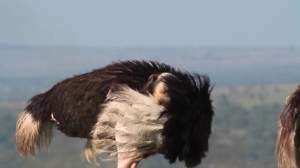 African ostrich preening — Stock Video