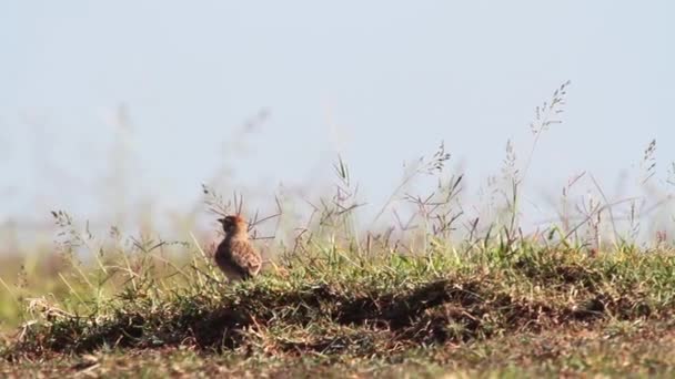 Kleiner Vogel im Stehen — Stockvideo