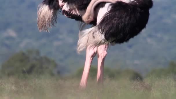 African ostrich preening — Stock Video
