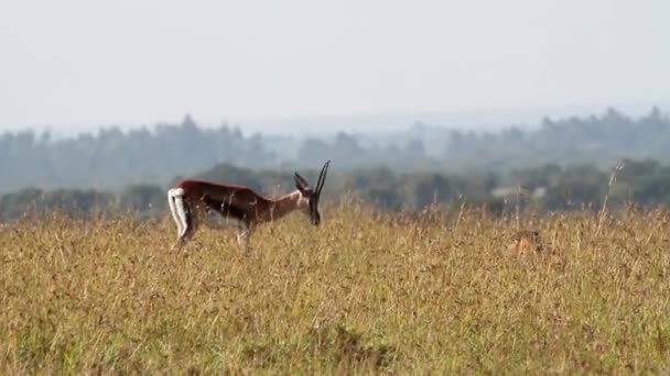 Gazzella di montagna israeliana — Video Stock