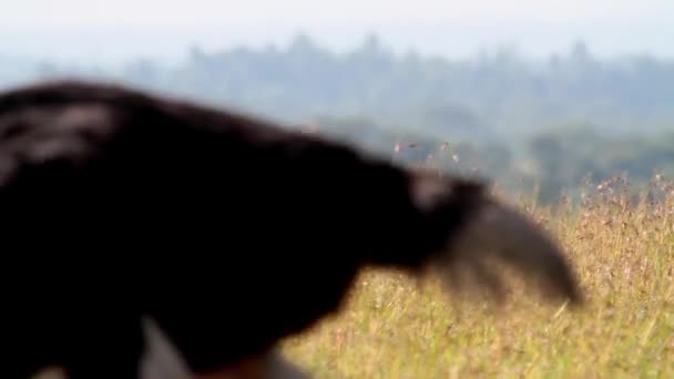 Afrikanischer Wildhund — Stockvideo