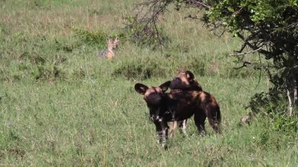 African wild dogs — Stock Video