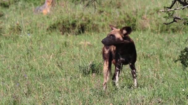 Afrikanischer Wildhund — Stockvideo