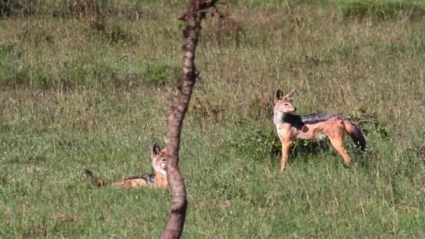 African wild dogs — Stock Video