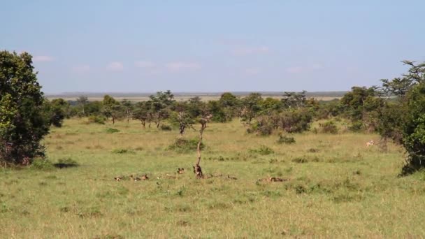 Cães selvagens africanos — Vídeo de Stock