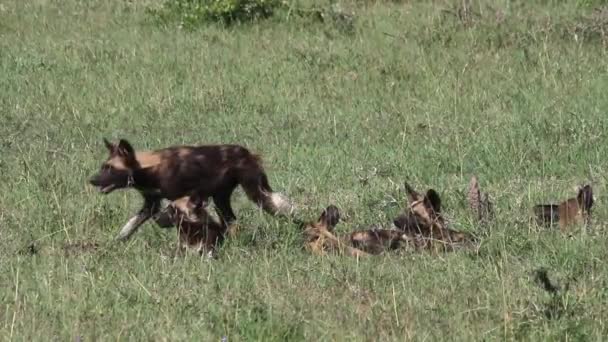Дикие собаки Африки — стоковое видео