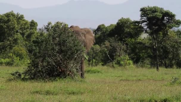 African Elephant in grass field — Stock Video