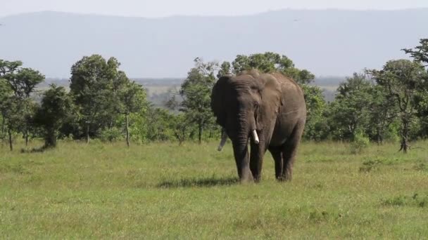 Afrikaanse olifant in grasveld — Stockvideo