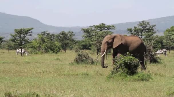 Elefante africano en campo de hierba — Vídeo de stock