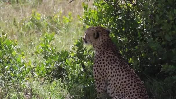 Леопардовый отдых на траве — стоковое видео