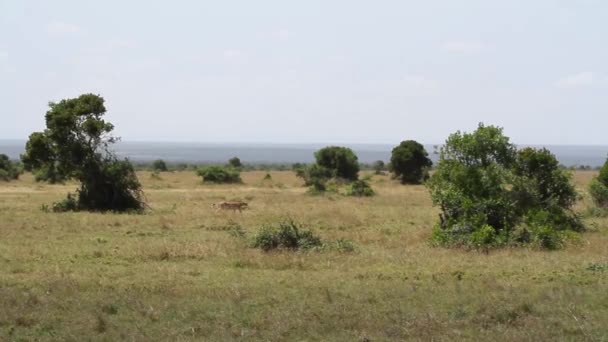 Chasse léopard regarder proie — Video