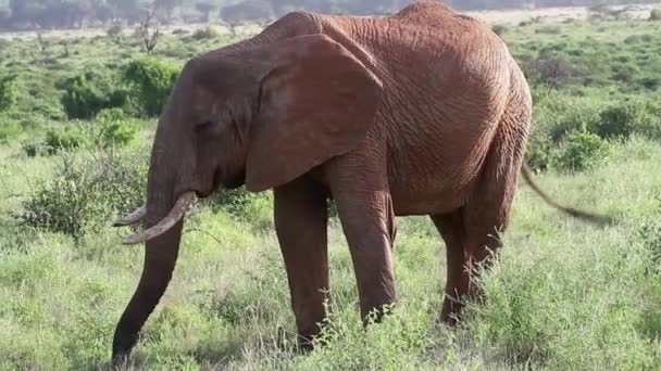 Elefante africano en campo de hierba — Vídeo de stock