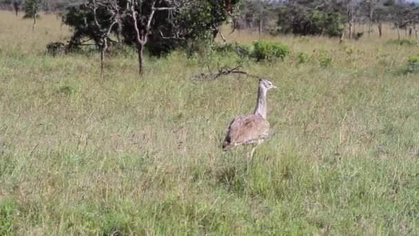 Segretario uccello in fauna selvatica — Video Stock