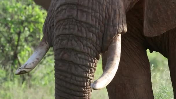 Elefante africano no campo de grama — Vídeo de Stock