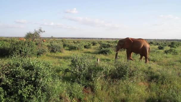 African Elephant w pole trawa — Wideo stockowe