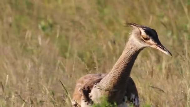 Kori Bustard bird — Stock Video