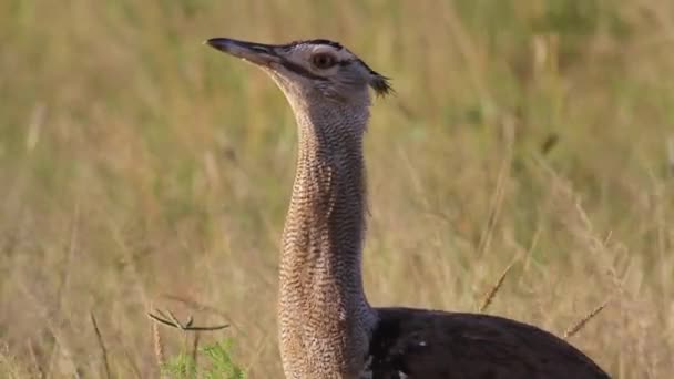 Kori Bustard bird — Stock Video