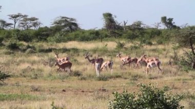 Gemsbok antilop otlatma