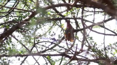 baş aşağı asılı bat