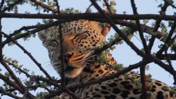 Leopardo deitado na árvore — Vídeo de Stock