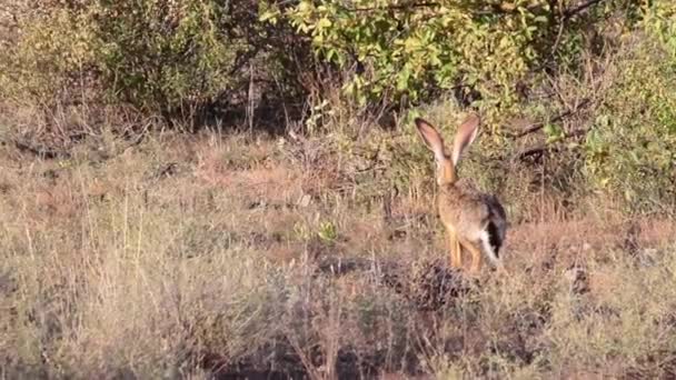 Lapin assis dans le bois 