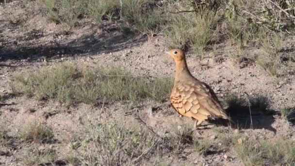 Chukar bird stare — Stock Video