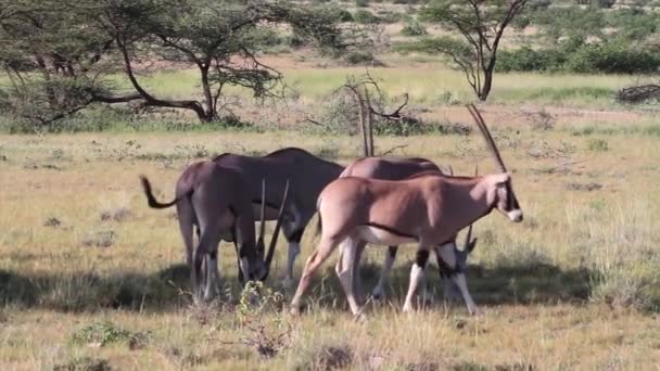 Antílopes Gemsbok pastando — Vídeos de Stock