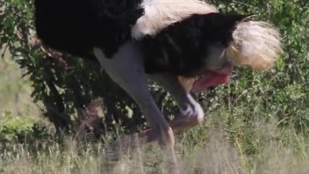 Ostrich during mating — Stock Video