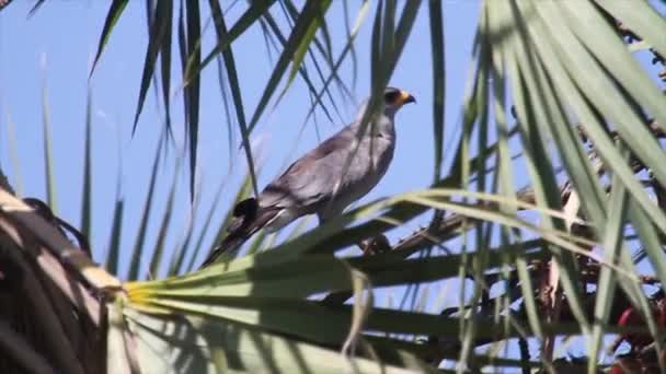 Aquila in piedi su un albero — Video Stock