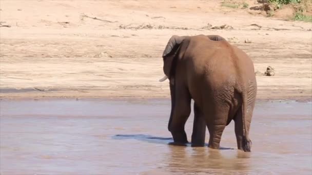 Αφρικανικός ελέφαντας με τα πόδια — Αρχείο Βίντεο