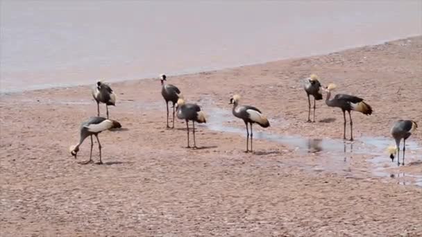 Grues couronnées grises — Video