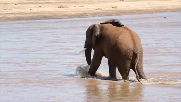 Passeggiata dell'elefante africano — Video Stock