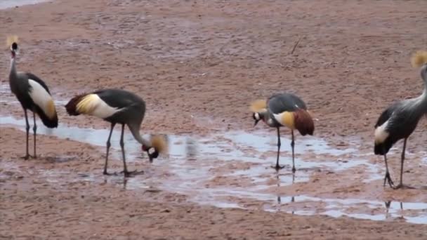 Grues couronnées grises — Video