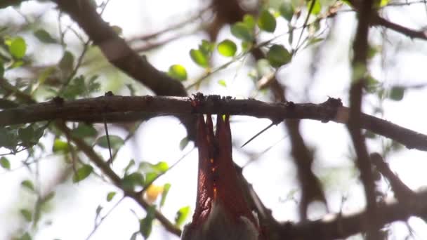 Pipistrello appeso a testa in giù — Video Stock