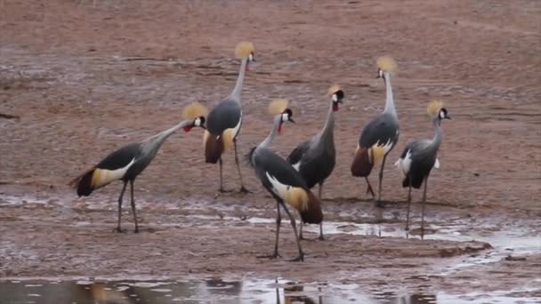 Grúas coronadas grises — Vídeo de stock