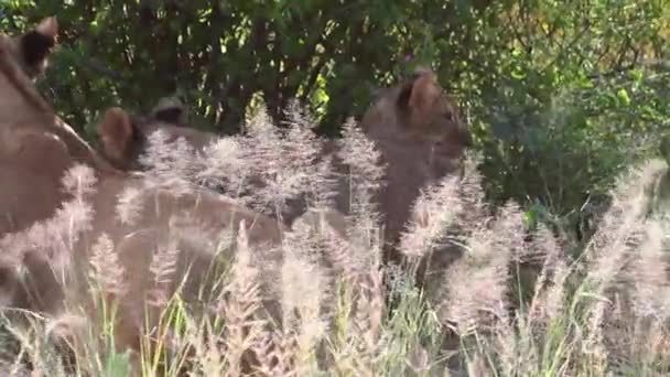 Leones descansando en la hierba — Vídeo de stock