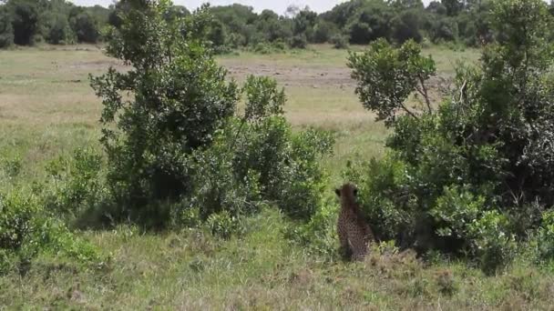 Leopardo che riposa in erba — Video Stock