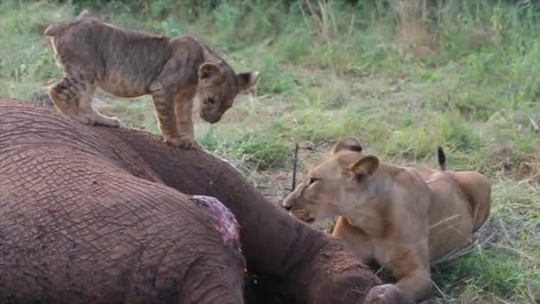 Leones comiendo presas — Vídeo de stock