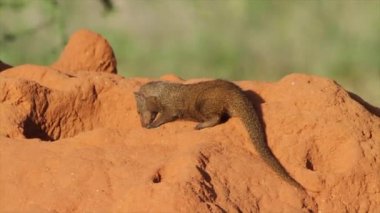 Gophers zemin şirketten tarama